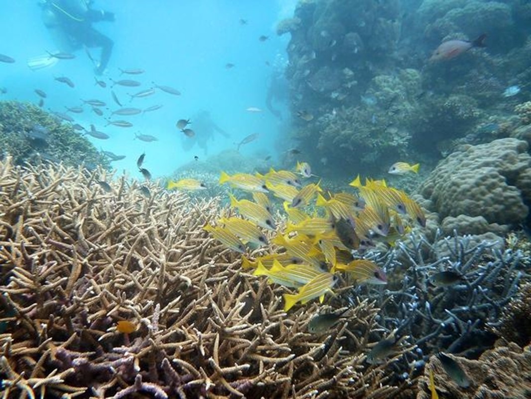 盼了十几年的大堡礁 - 深潜摄影师初体验