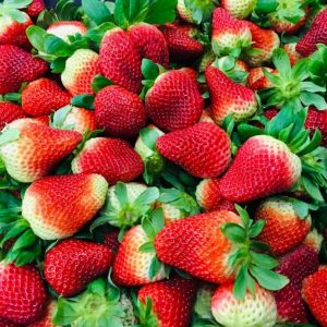 放弃日薪300刀的costa蓝莓工作，竟是为了它--珀斯草莓农场攻略