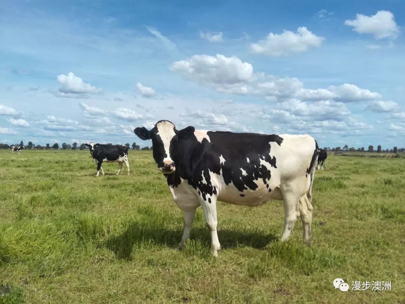 奶牛场之盯着牛犊子吃喝拉撒的日常