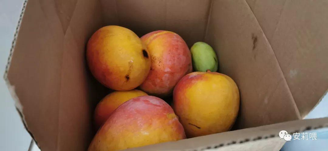 我对你最大的爱，是把珍藏2周的芒果给你吃，芒果农场真香攻略！