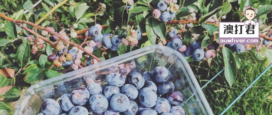上午采蓝莓，下午包罐头，周薪破千的神仙组合，你值得拥有！