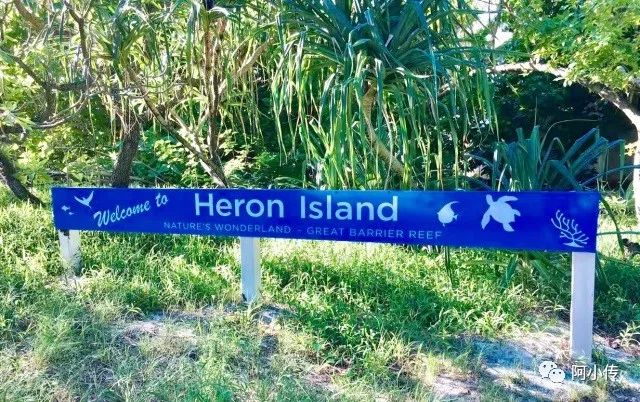 旅居海岛｜Heron Island（赫伦岛）