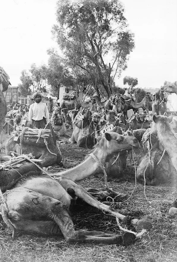 澳洲山火当前，可怜的骆驼为啥被射杀？