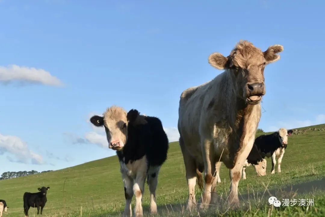 在澳洲当个牧民！如何选择体验好的奶牛场？