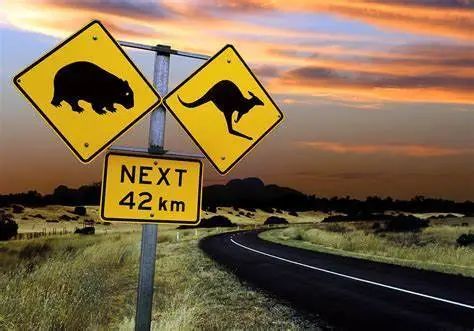 在澳洲开车，你能遇到的所有千奇百怪……