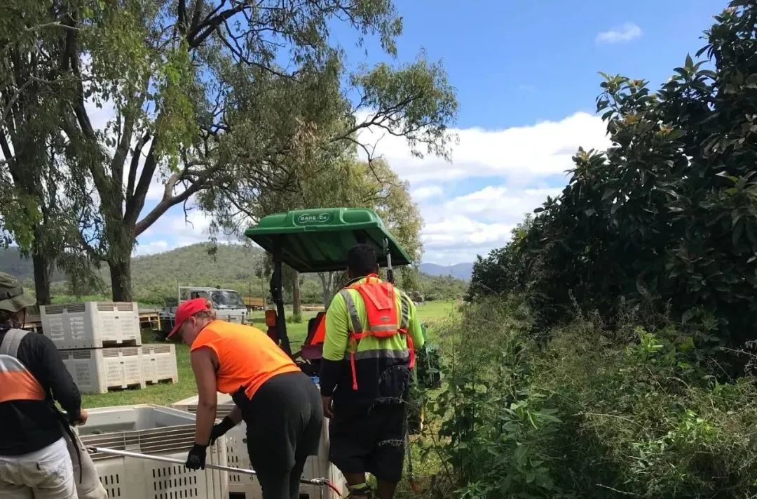 在澳洲家庭牛油果农场工作，是怎样的？