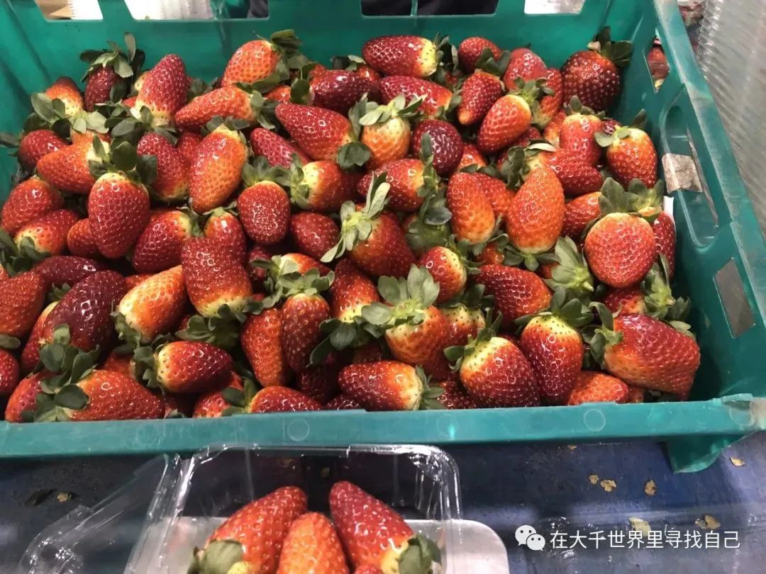 在草莓农场，当然要草莓吃个够啦！