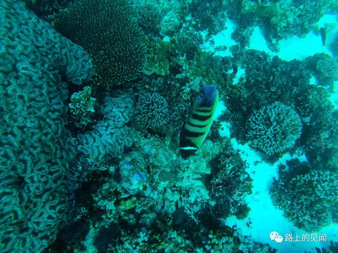 浮潜看珊瑚海，悠闲好去处Coral Bay