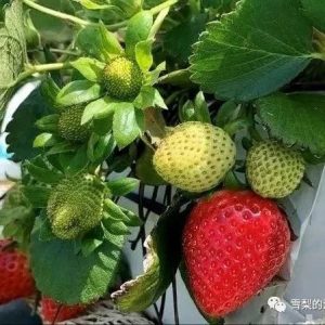 卡布丘红莓草莓农场工作体验，附联系方式