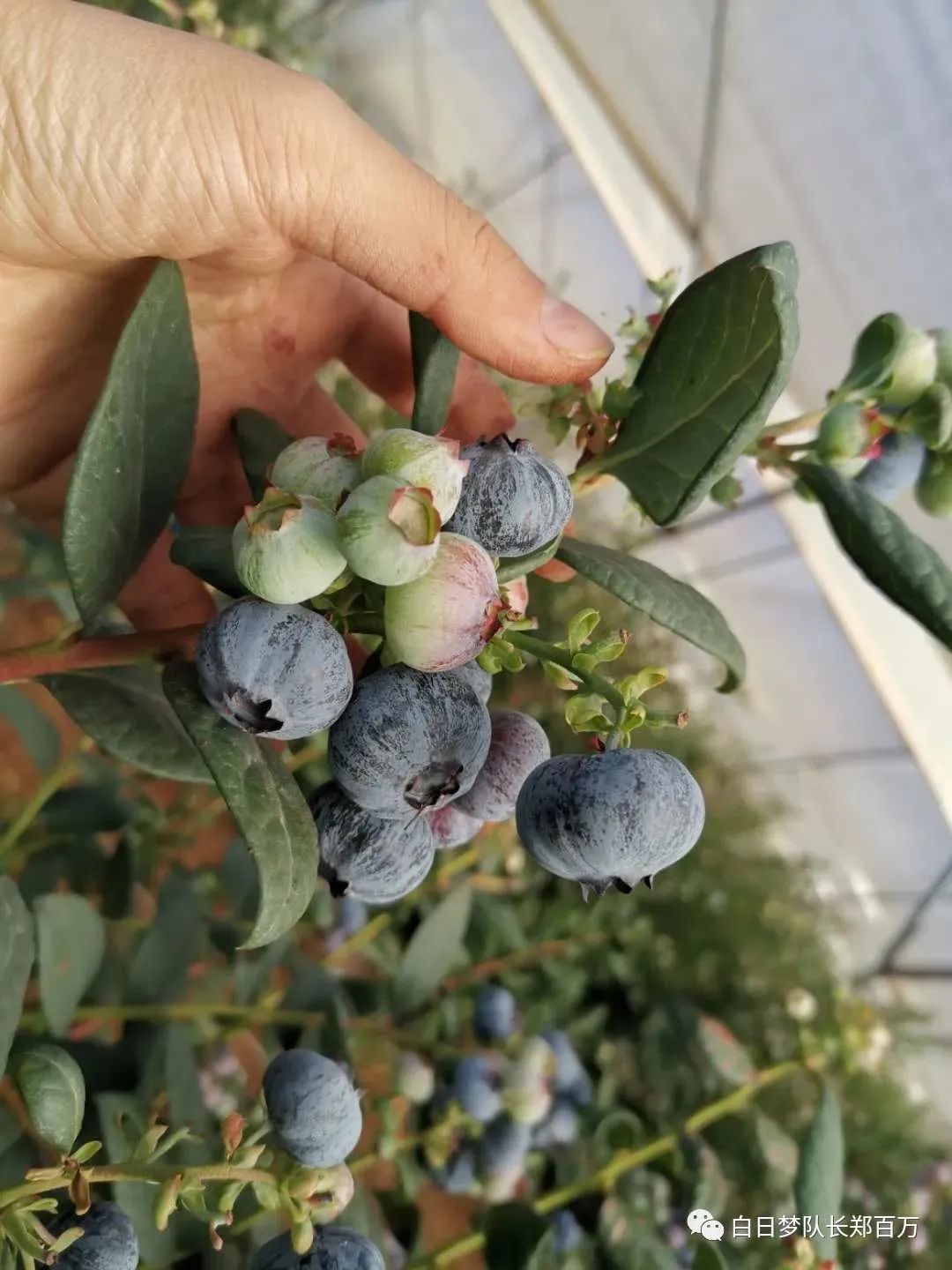 澳洲农场之——蓝莓快手养成记，附快手攻略