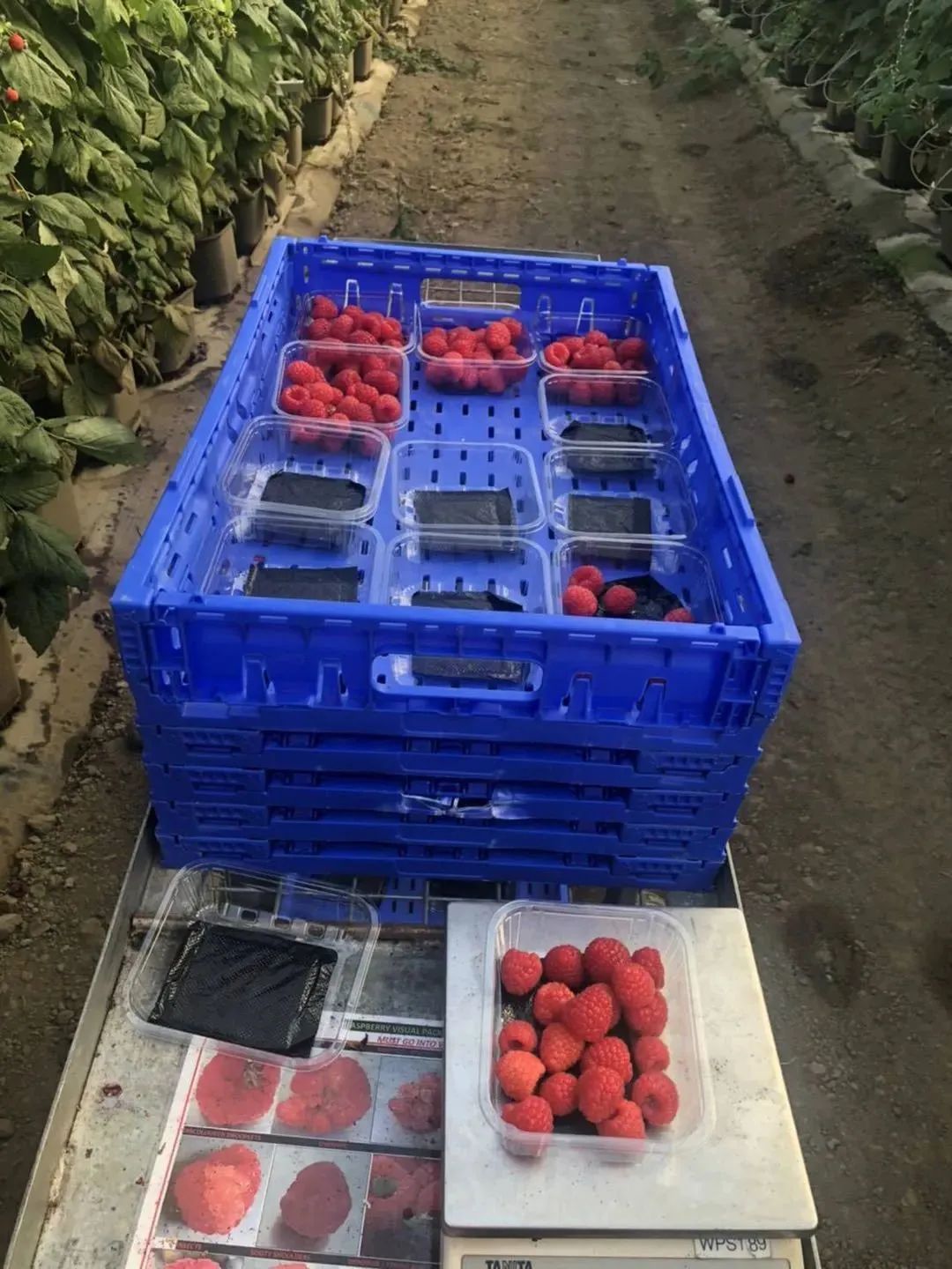 卡布丘红莓草莓农场工作体验，附联系方式