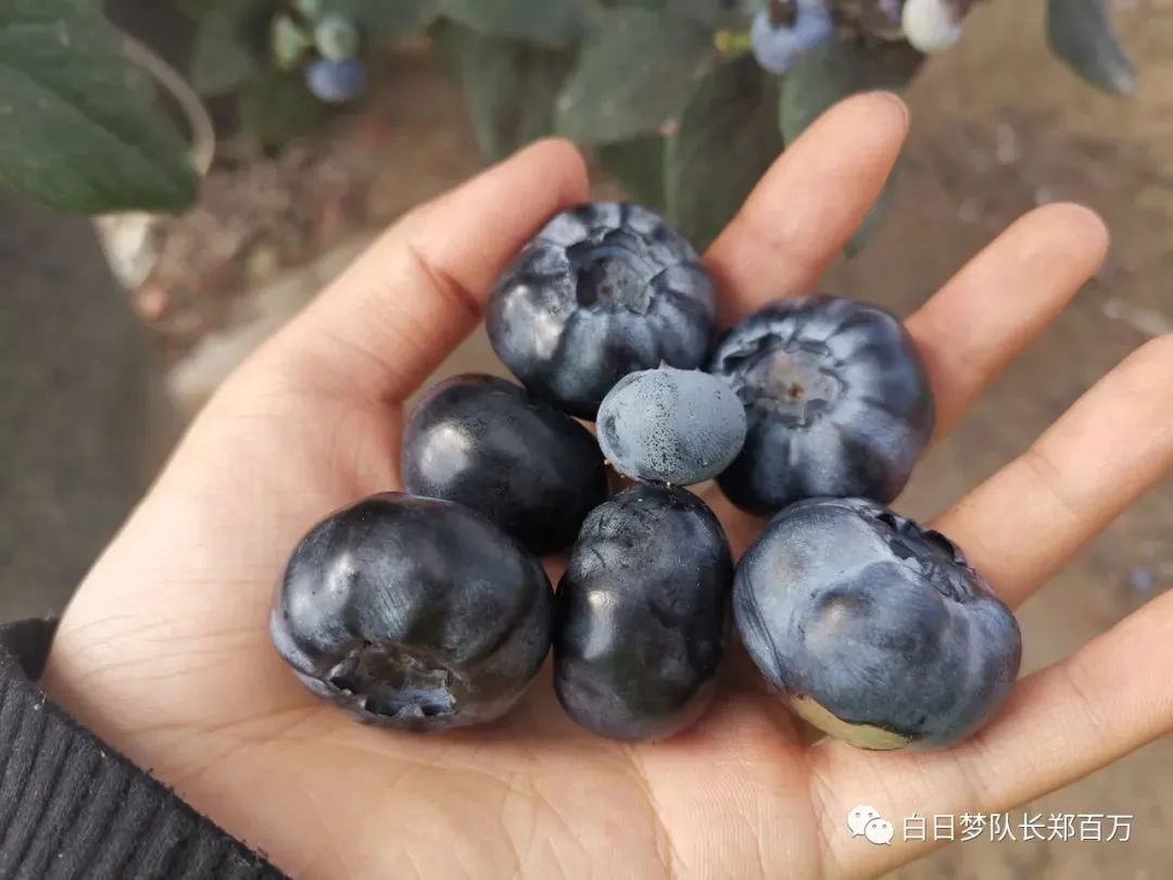 澳洲农场之——蓝莓快手养成记，附快手攻略