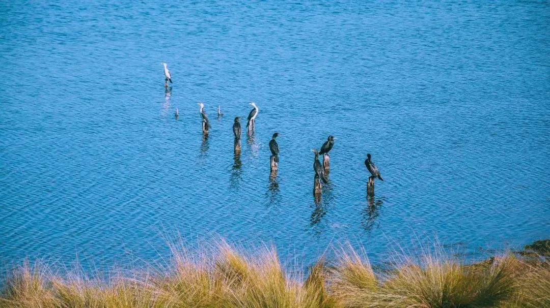如何凭借几组照片成为澳洲海岛上的一名小小小网红？