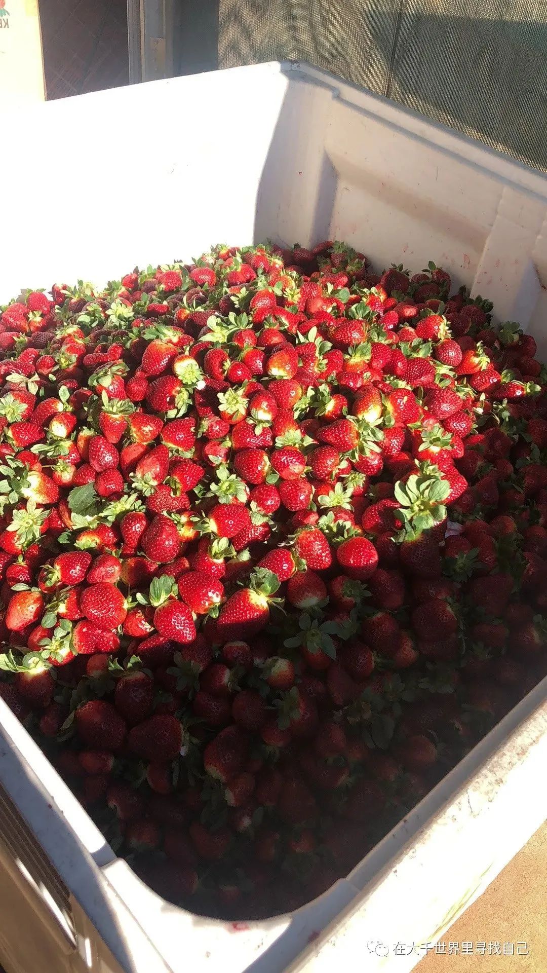 3个月的草莓农场生活，结束了