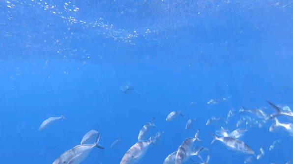 笼中潜水，寻找失踪的大白鲨。