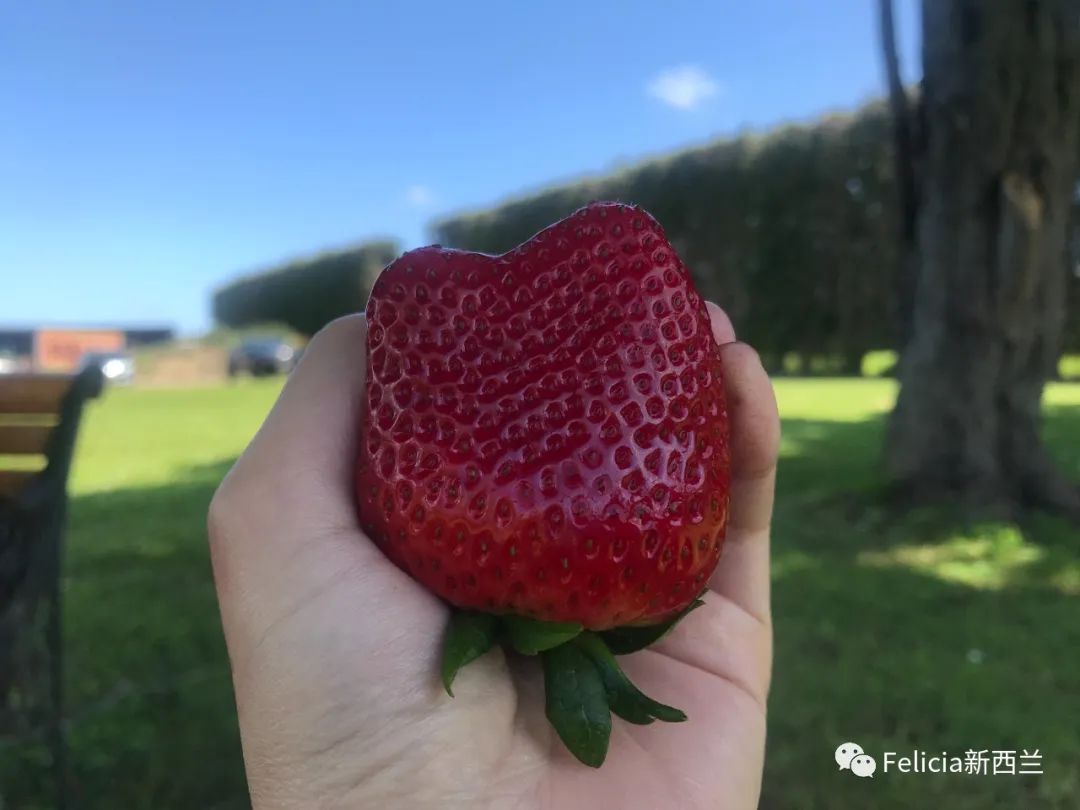 彩虹国吃免费草莓，拿补助+兼职周薪破千！
