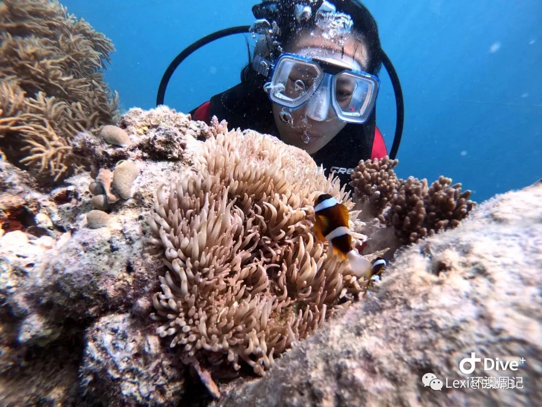 在大堡礁77次潜水的不完全记录