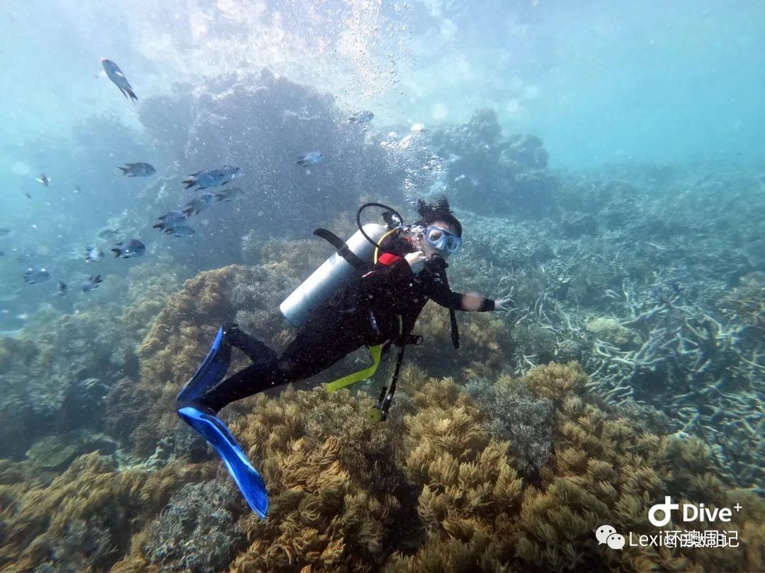 在大堡礁77次潜水的不完全记录